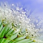 산삼씨앗 재배의 비밀, 성공적인 방법과 주의사항 알아보자